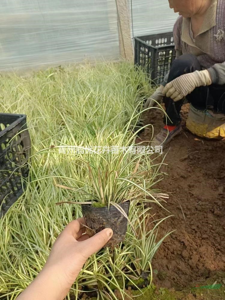 金葉苔草價(jià)格金葉苔草苗情金葉苔草基地