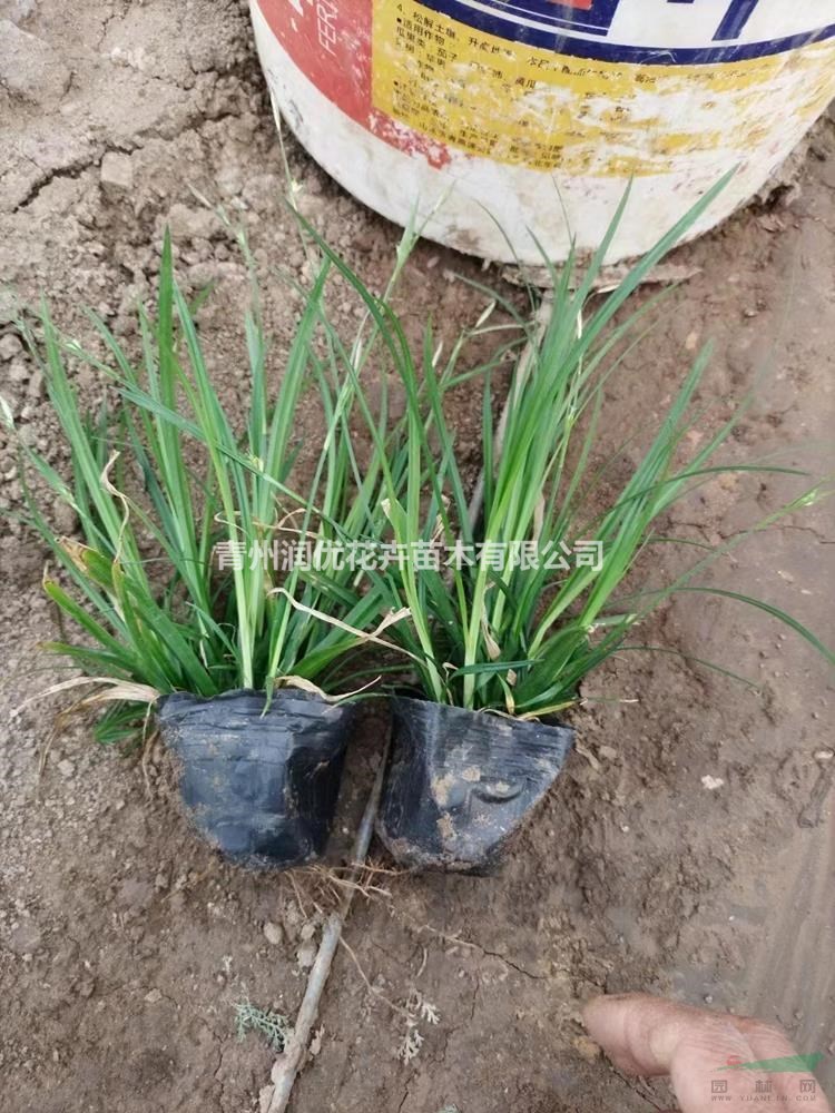 嶗峪苔草價(jià)格嶗峪苔草苗情嶗峪苔草基地