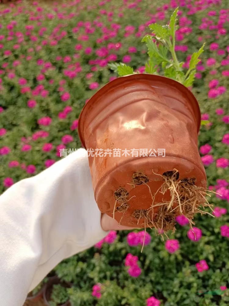 美女櫻價(jià)格美女櫻苗情美女櫻基地