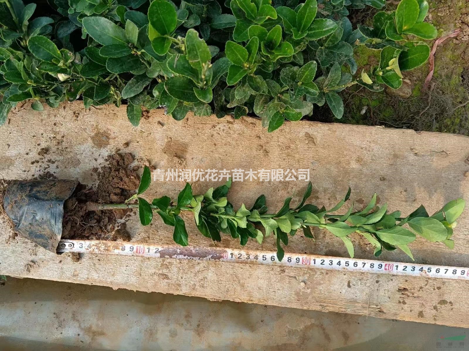 上盆冬青價(jià)格上盆冬青基地上盆冬青苗情