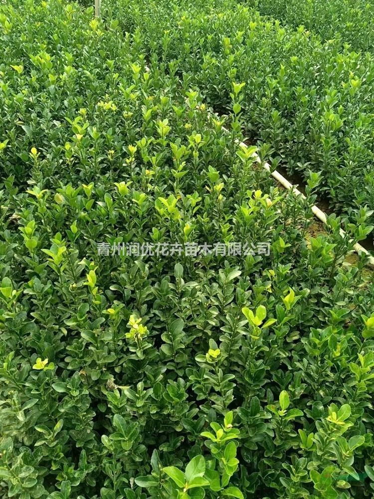 上盆冬青價(jià)格上盆冬青基地上盆冬青苗情