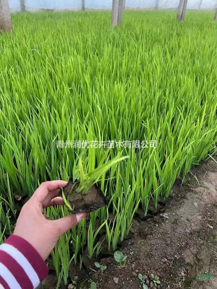 水生鳶尾價格水生鳶尾苗情水生鳶尾基地