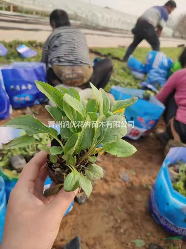 松果菊價格松果菊苗情松果菊基地