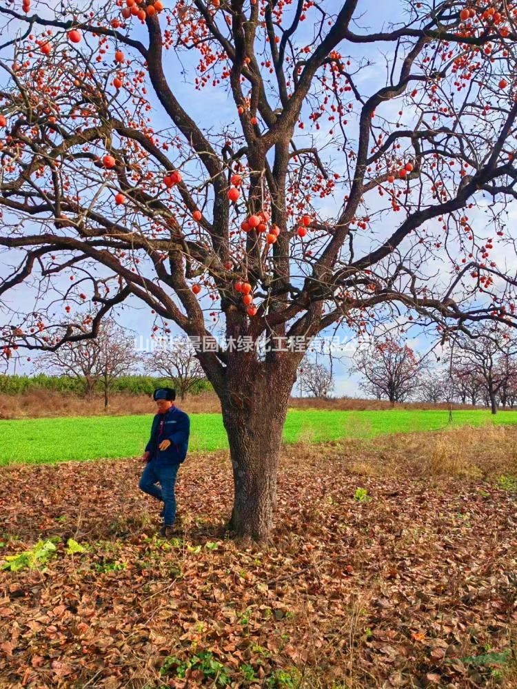 別墅庭院柿子樹，景觀點(diǎn)綴柿子樹，高桿柿子樹