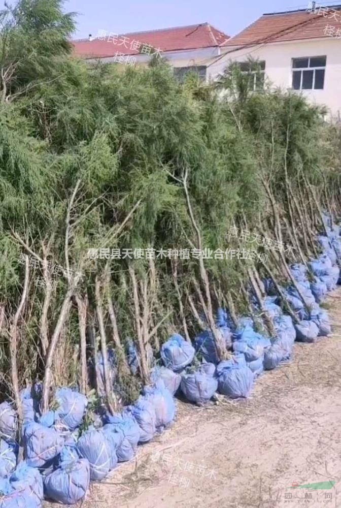 抗鹽堿植物檉柳，山東檉柳基地