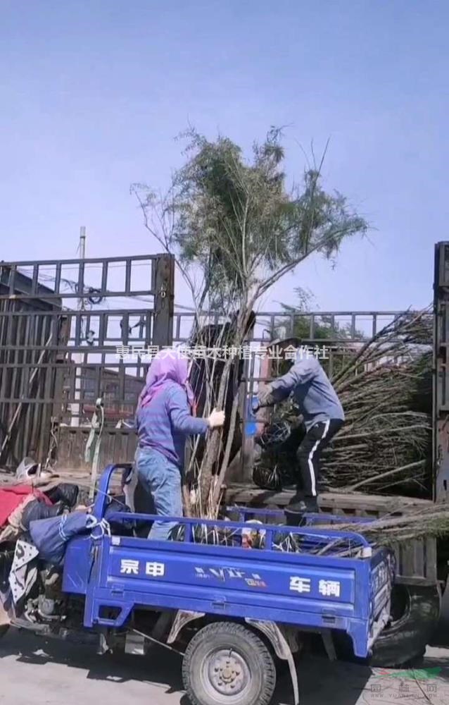 抗鹽堿植物檉柳，山東檉柳基地