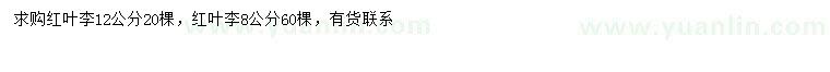 求購8、12公分紅葉李