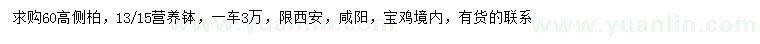 求購(gòu)高60公分側(cè)柏