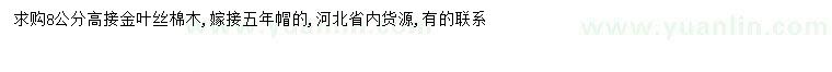 求購8公分高接金葉絲棉木