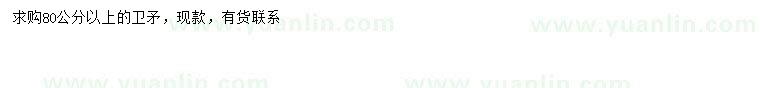 求購(gòu)80公分以上衛(wèi)矛
