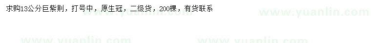 求購(gòu)13公分巨紫荊