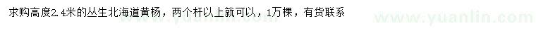 求購高2.4米叢生北海道黃楊