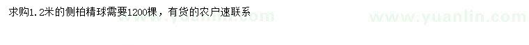 求購1.2米側柏球
