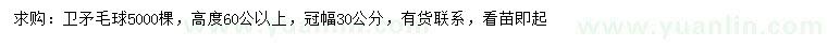 求購高60公分以上衛(wèi)矛球