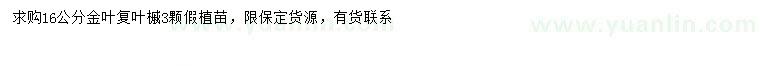 求購16公分金葉復(fù)葉槭
