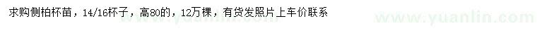 求購(gòu)高80公分側(cè)柏