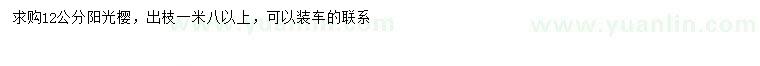求購12公分陽光櫻