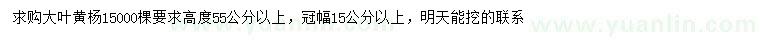 求購高55公分以上大葉黃楊