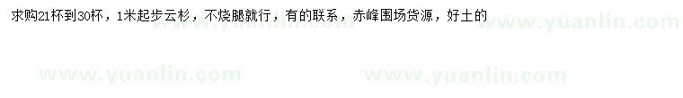 求購1米以上云杉