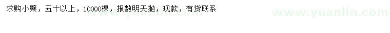 求購50公分以上小檗