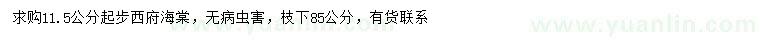 求購(gòu)11.5公分以上西府海棠