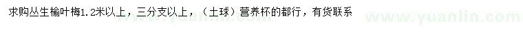 求購1.2米以上叢生榆葉梅