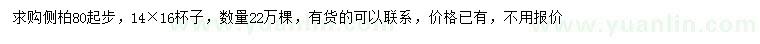 求購80公分以上側(cè)柏