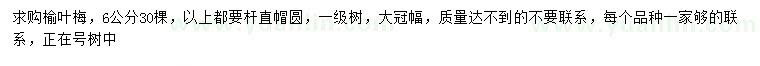 求購6公分榆葉梅