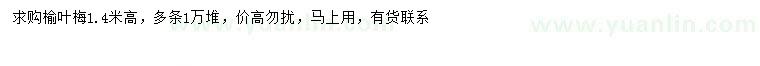 求購(gòu)高1.4米榆葉梅