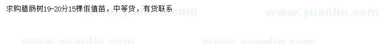 求購19-20公分臘腸樹