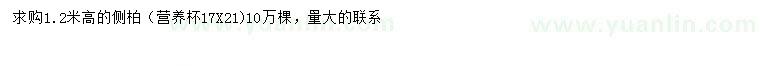 求購高1.2米側(cè)柏