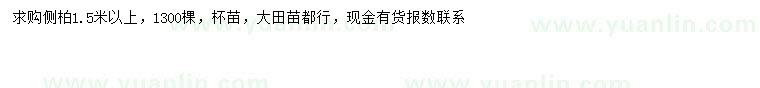 求購1.5米以上側(cè)柏