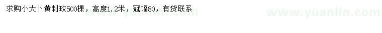 求購高1.2米黃刺玫