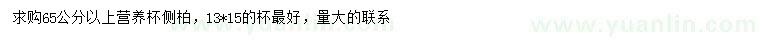 求購65公分以上側(cè)柏