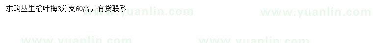 求購(gòu)高60公分叢生榆葉梅