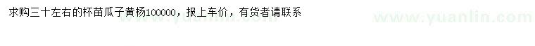 求購(gòu)30公分左右瓜子黃楊