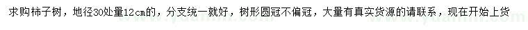 求購30量12公分柿子樹