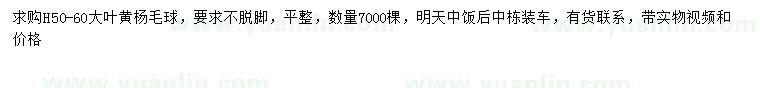 求購高50-60公分大葉黃楊球