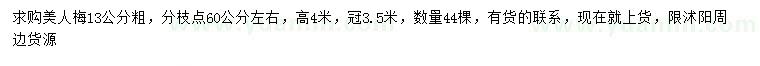 求購13公分美人梅