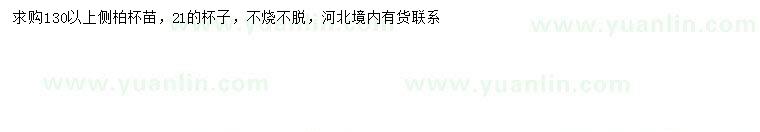 求購(gòu)1.3米以上側(cè)柏