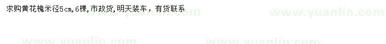 求購米徑5公分黃花槐