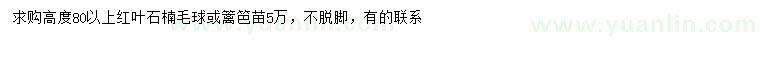 求購(gòu)高80公分以上紅葉石楠