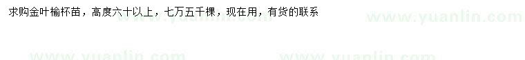 求購高60公分以上金葉榆