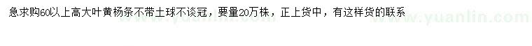 求購高60公分以上大葉黃楊