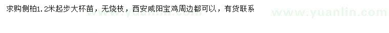 求購(gòu)1.2米以上側(cè)柏