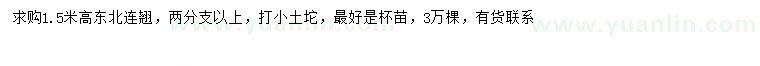 求購高1.5米東北連翹
