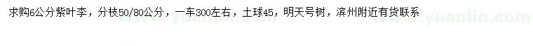 求購6公分紫葉李