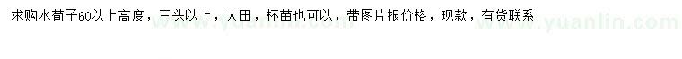 求購高60公分以上水荀子