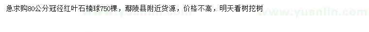 求購冠幅80公分紅葉石楠球