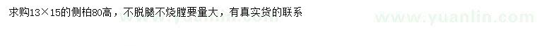 求購高80公分側(cè)柏